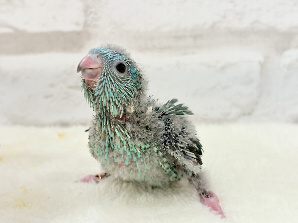 サザナミインコ