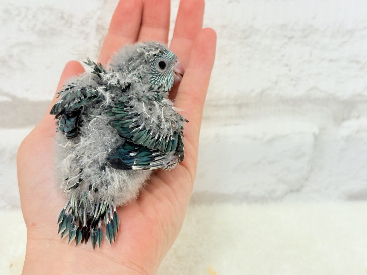 サザナミインコ