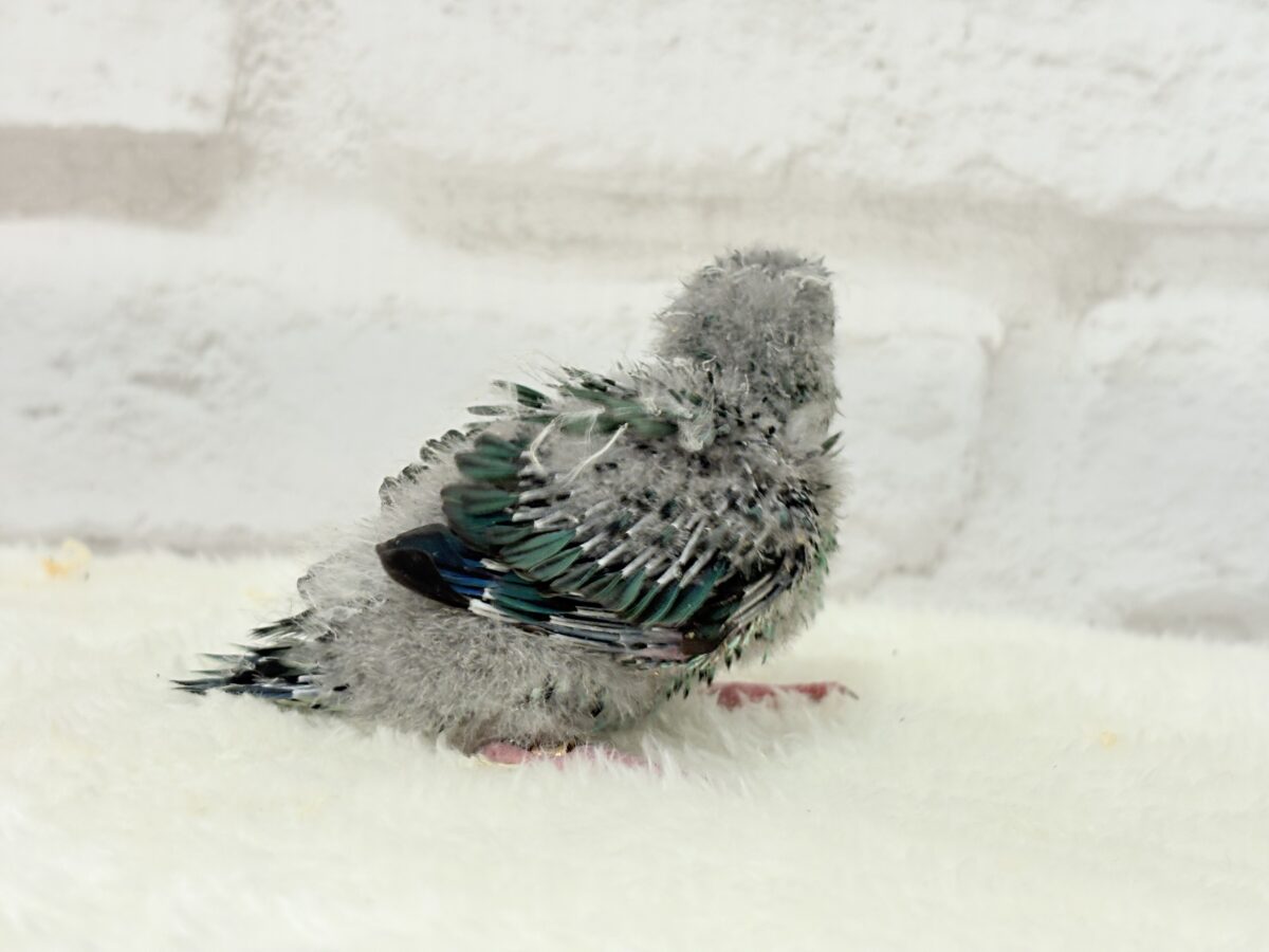 サザナミインコ