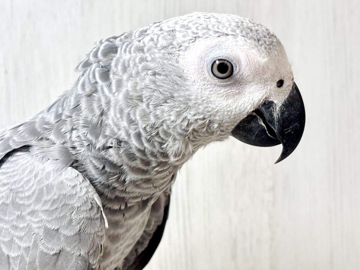 甘えん坊〜ヨウム 🩶🦜‬☆*。❤️