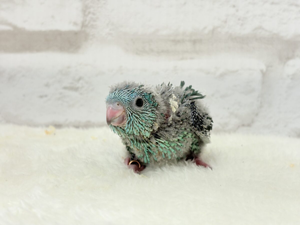 サザナミインコ