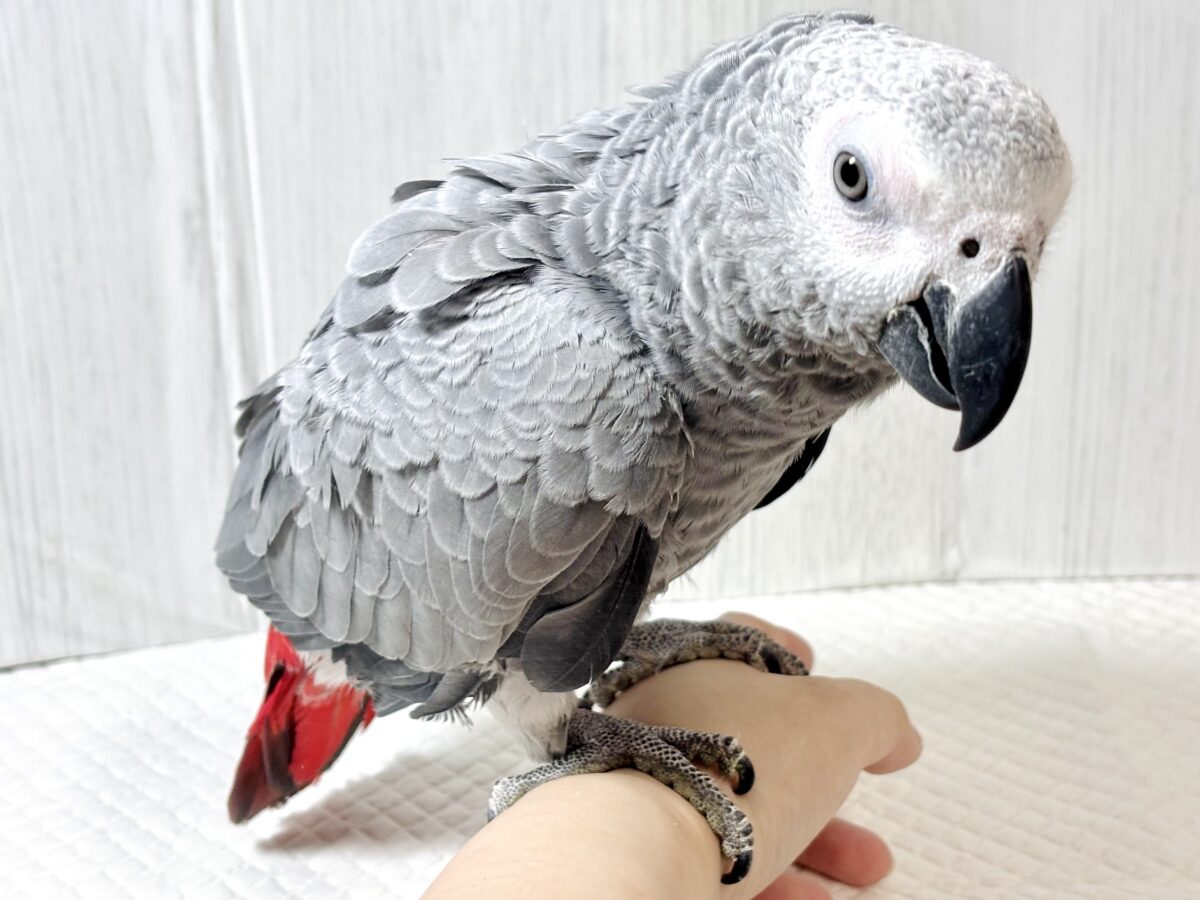 ヨウム
