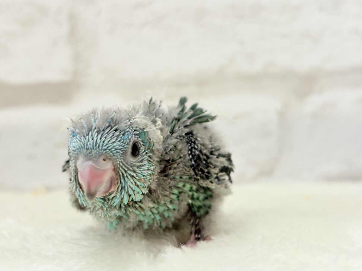サザナミインコ