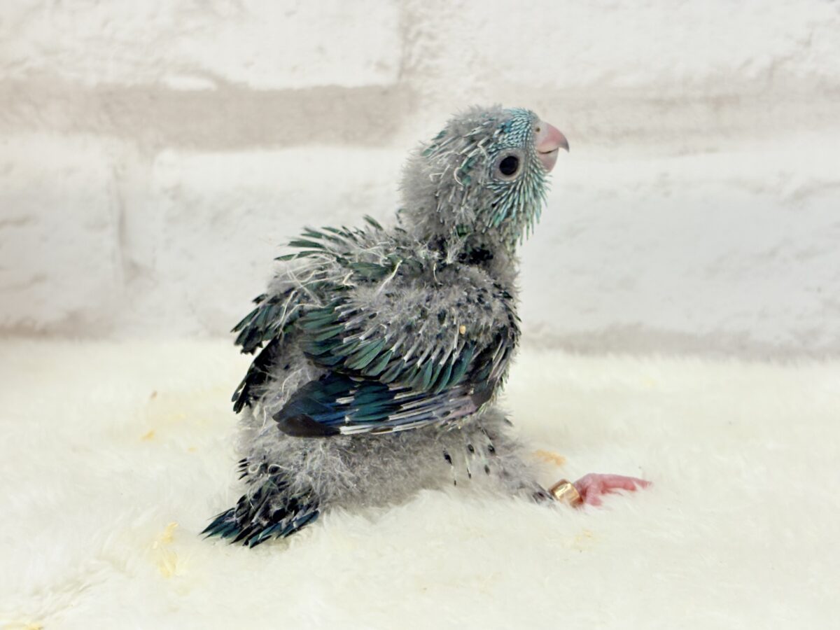 サザナミインコ