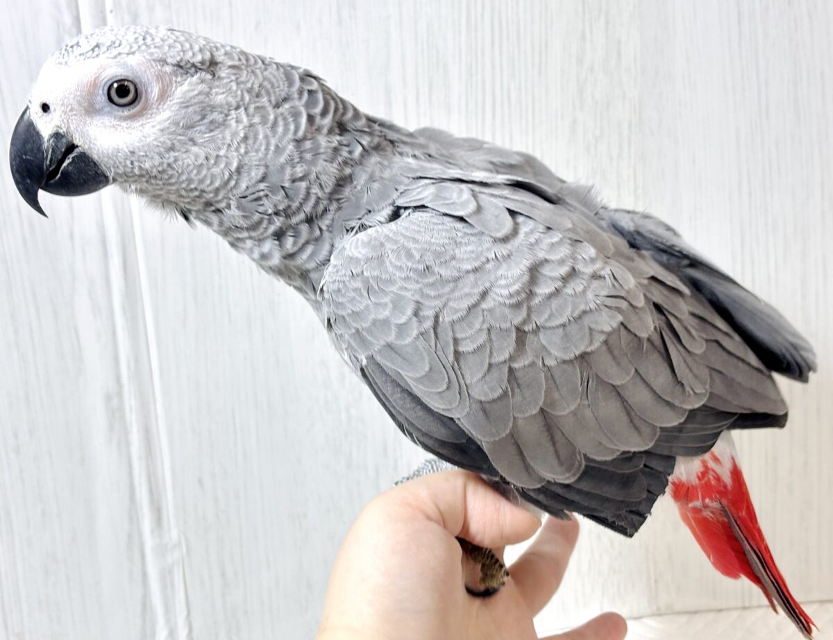 ヨウム