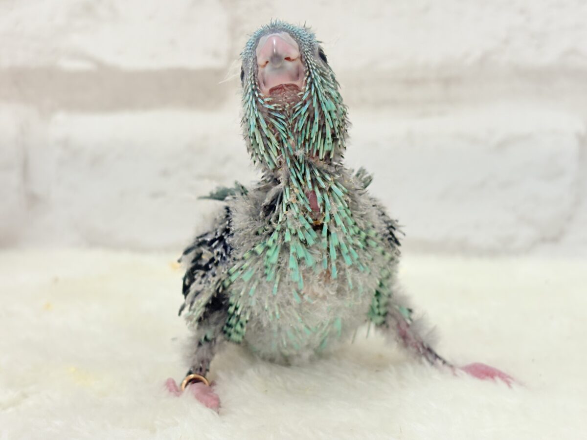 サザナミインコ