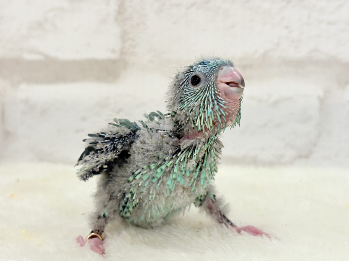 サザナミインコ