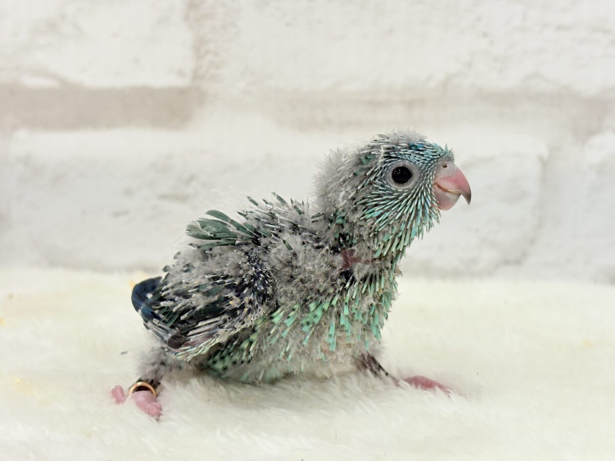 サザナミインコ
