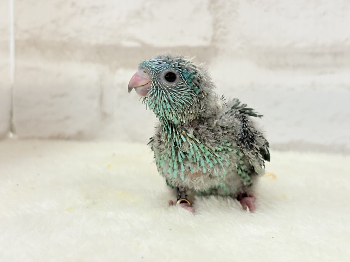 サザナミインコ