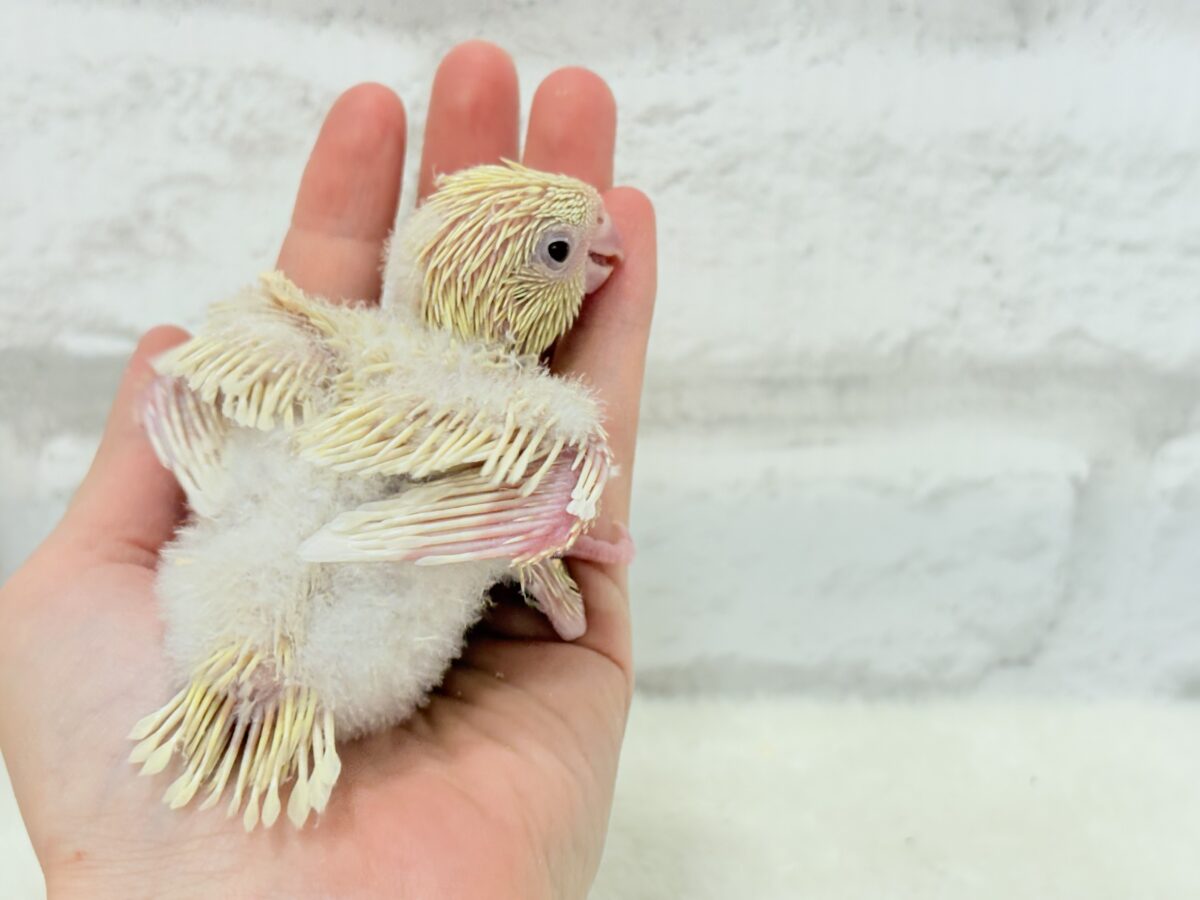サザナミインコ