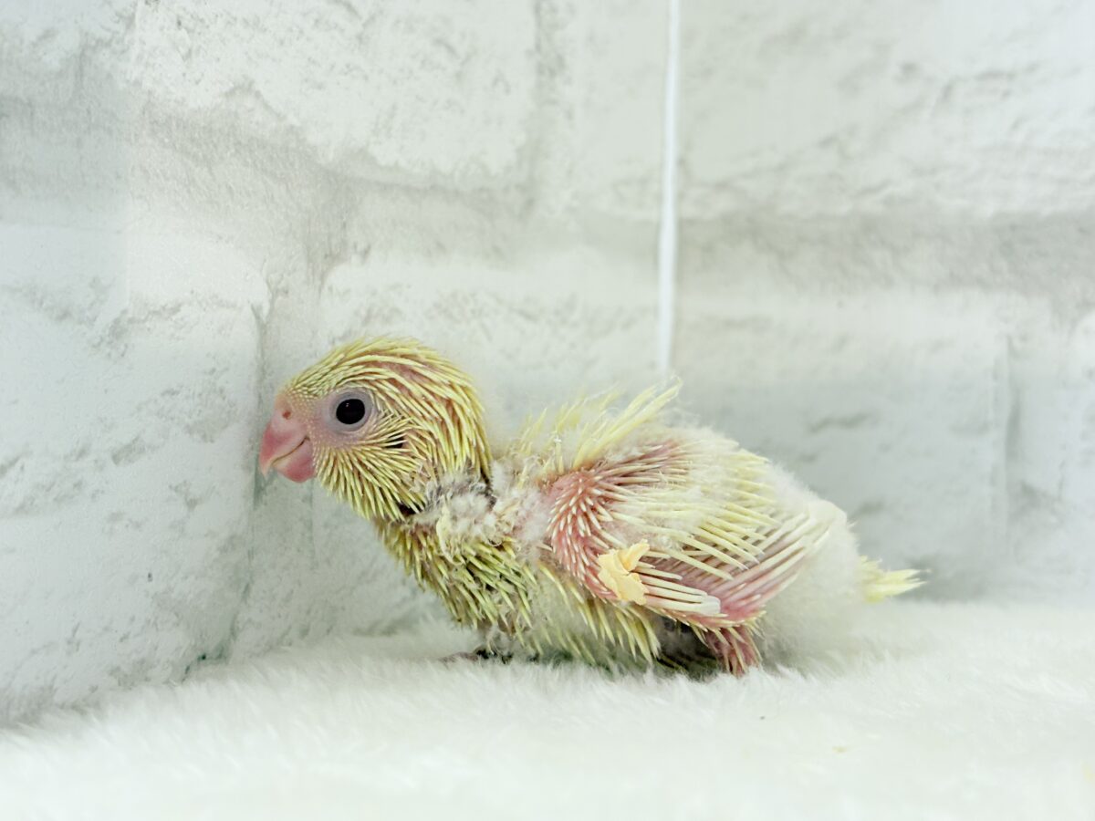 サザナミインコ
