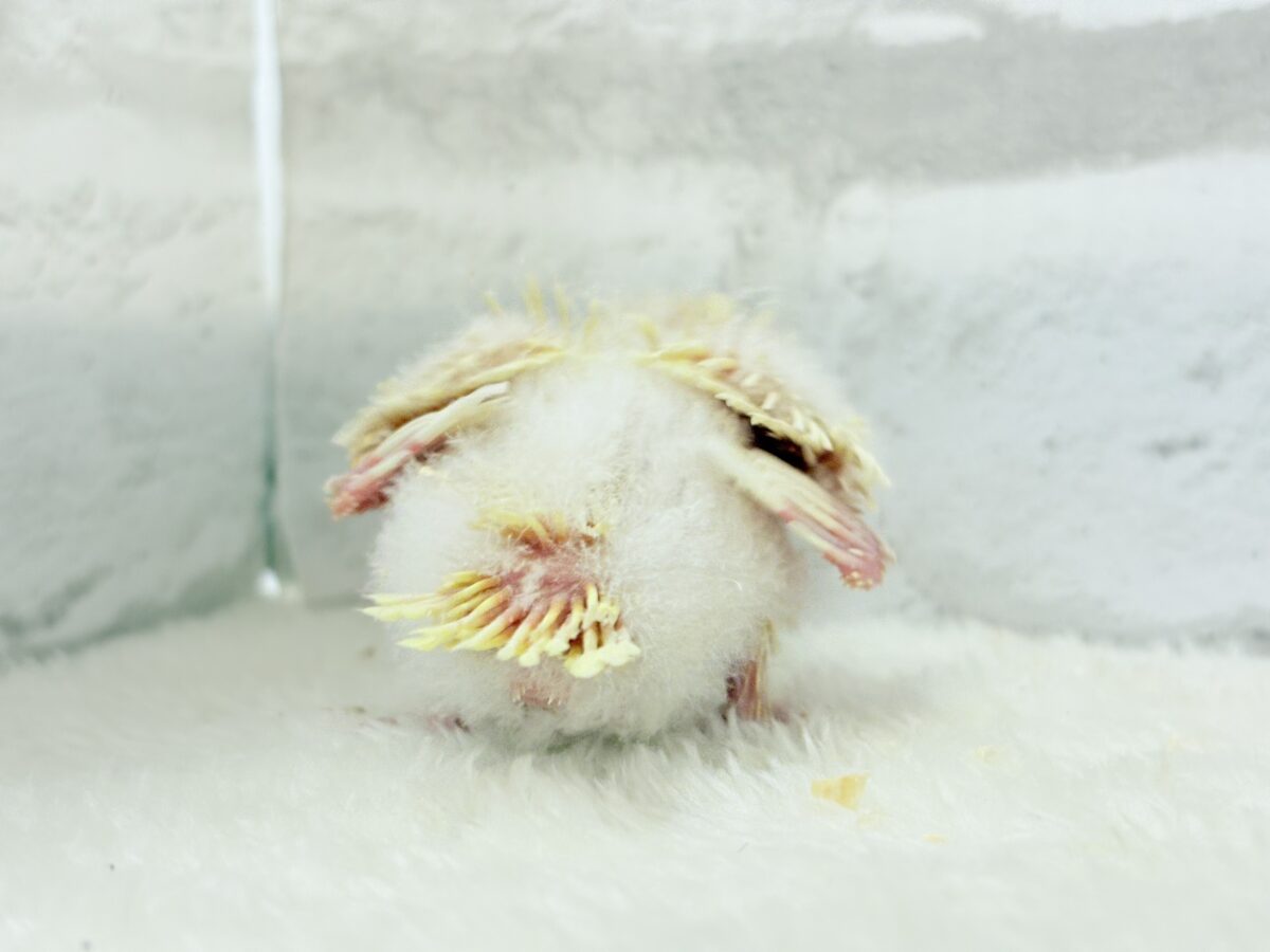 サザナミインコ