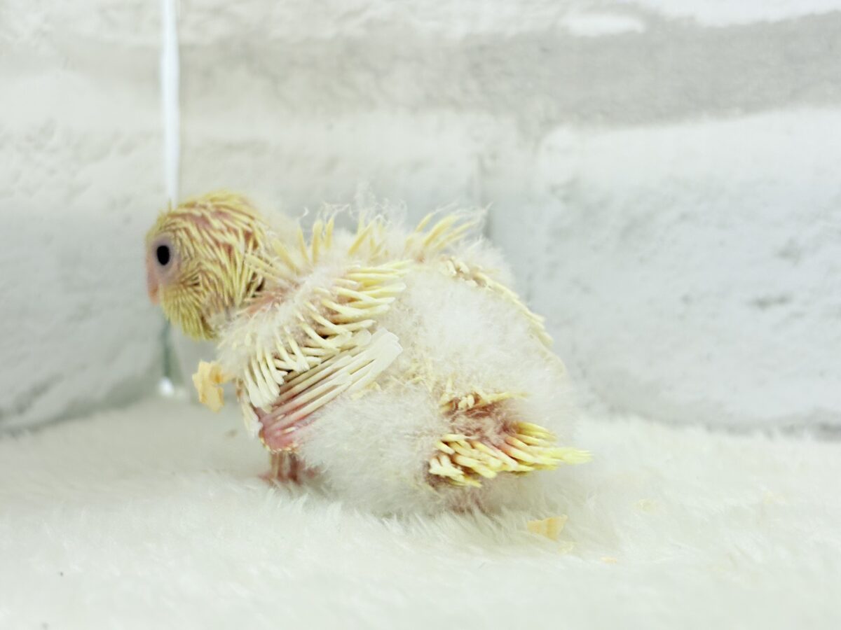 サザナミインコ
