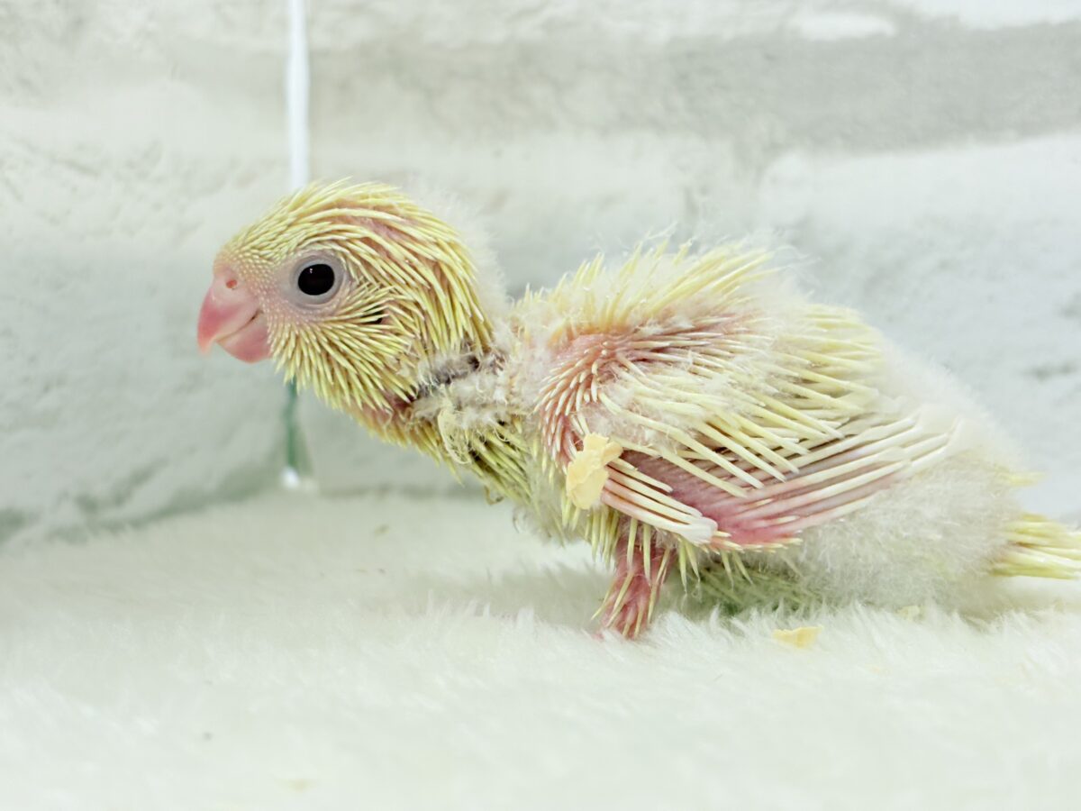 サザナミインコ