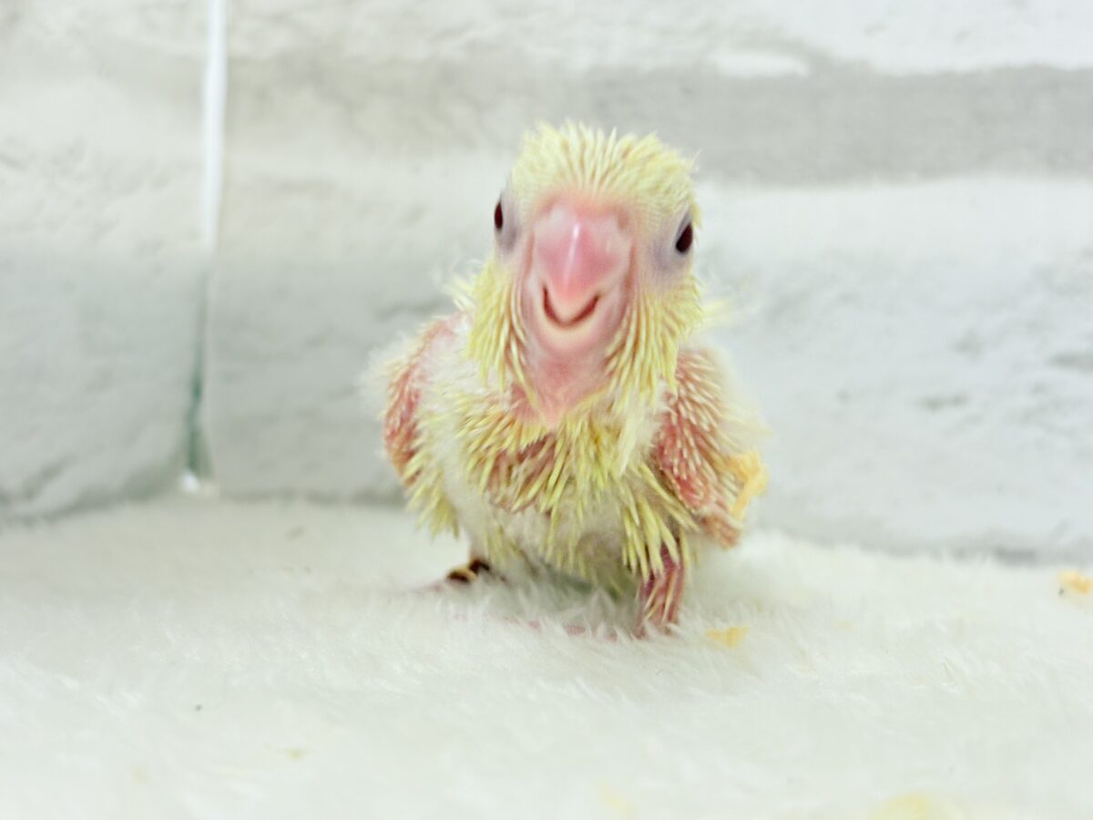 サザナミインコ