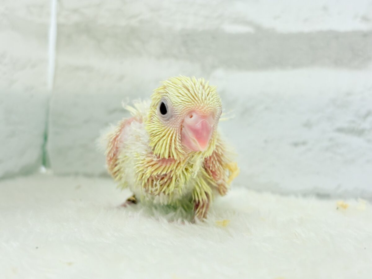 サザナミインコ