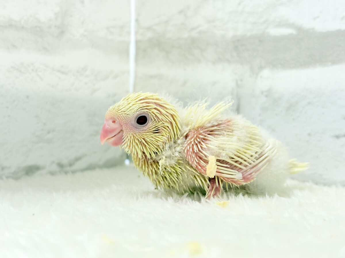 サザナミインコ