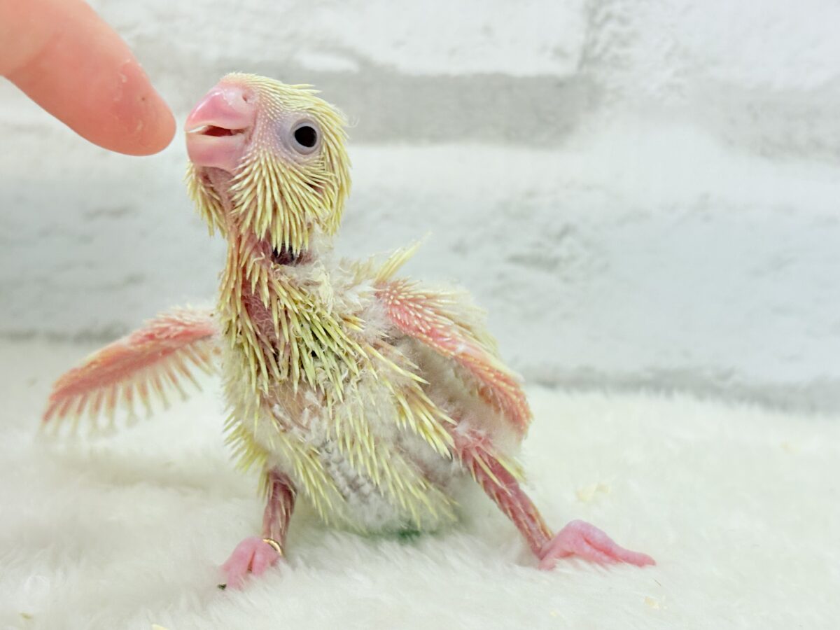 サザナミインコ