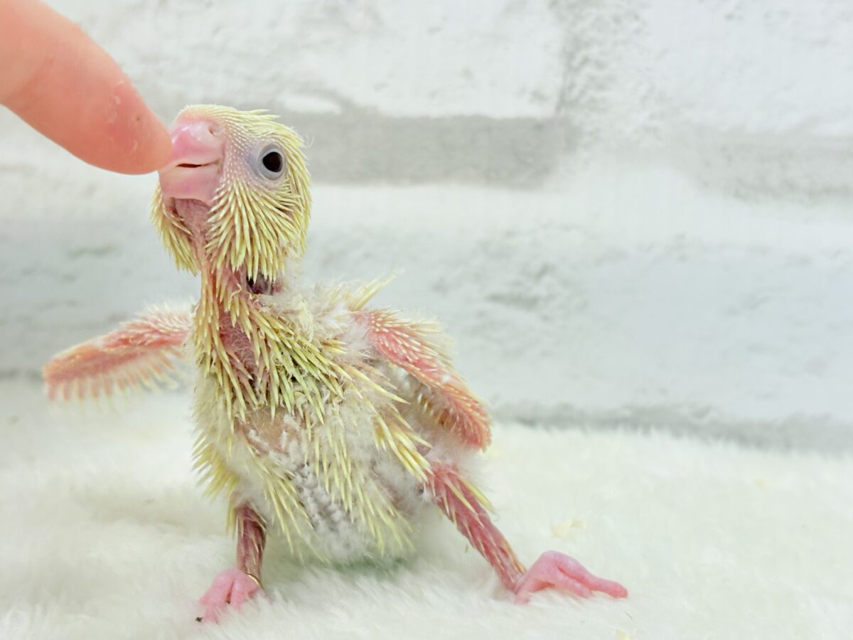 サザナミインコ
