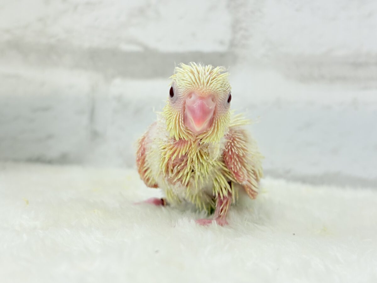 サザナミインコ
