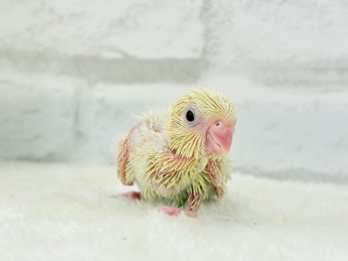 サザナミインコ