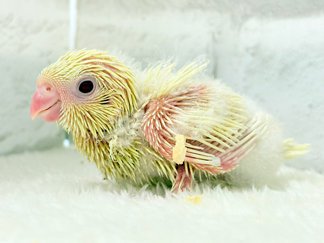 我らの合図”ピーポポポ♬*°”⋆͛🐣🪐 ͙͛サザナミインコ(クリームイノ) ヒナ