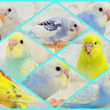 夏休み後半戦🏖🐬セキセイさんと一緒に過ごそう🐥🪸