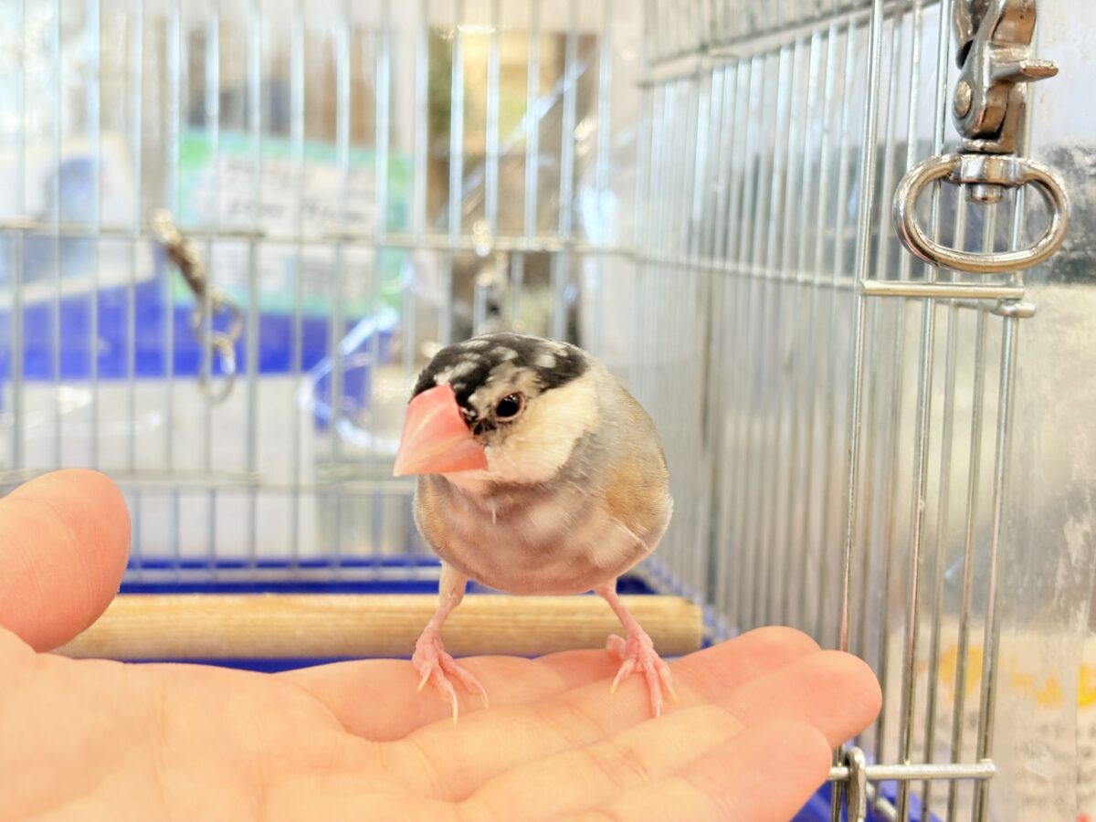 桜文鳥