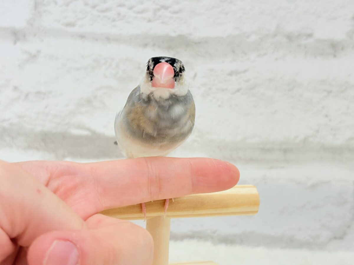 桜文鳥