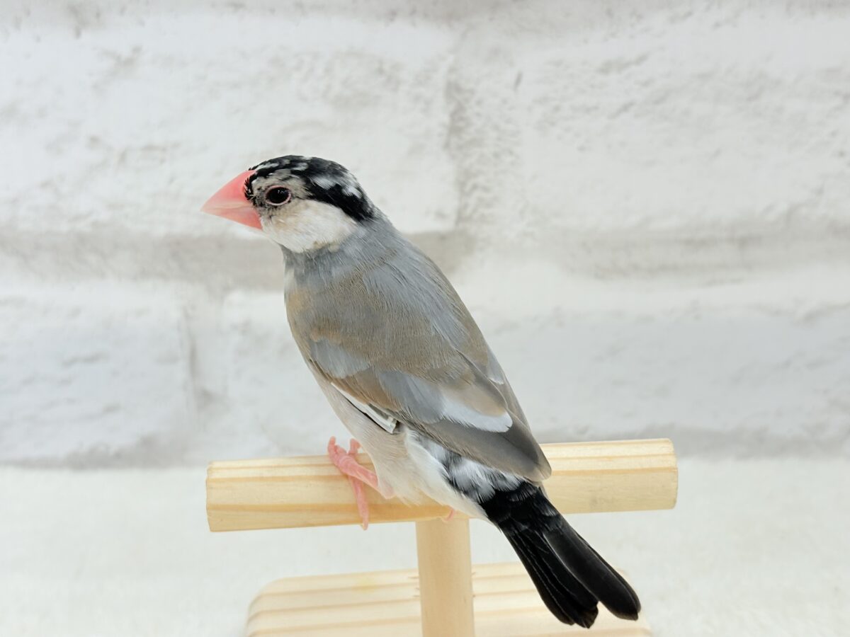 桜文鳥