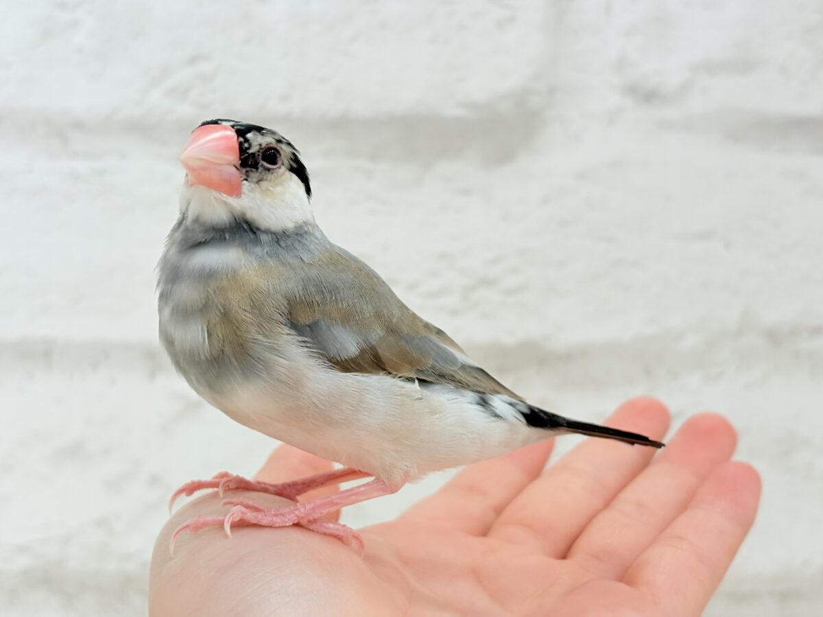 桜文鳥