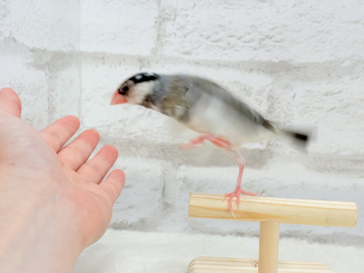 桜文鳥