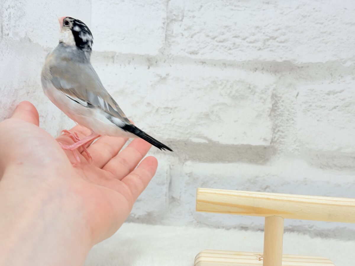 桜文鳥