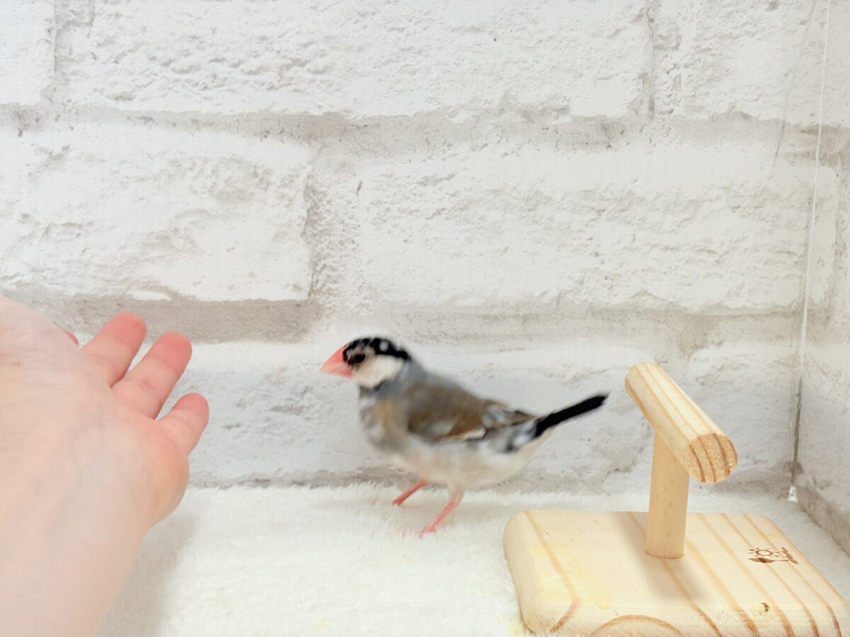 桜文鳥
