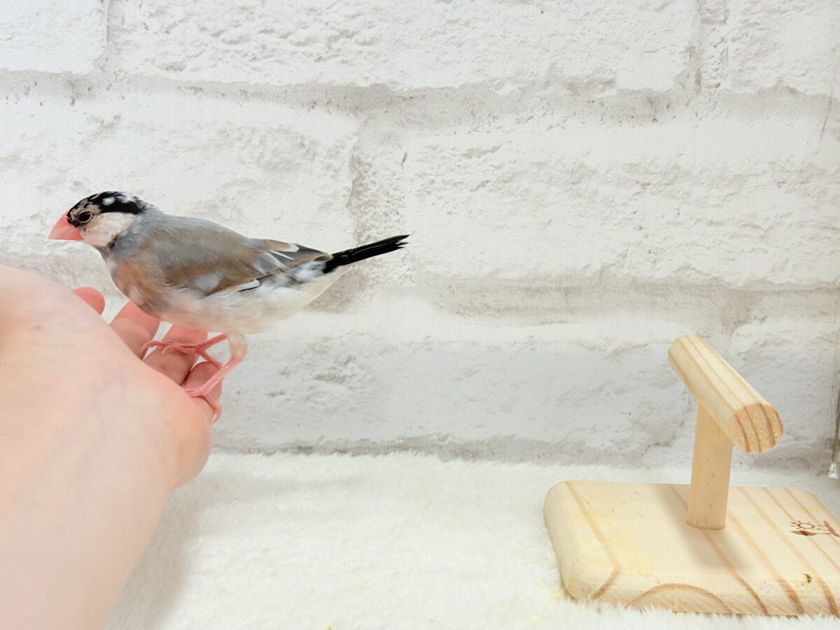 桜文鳥