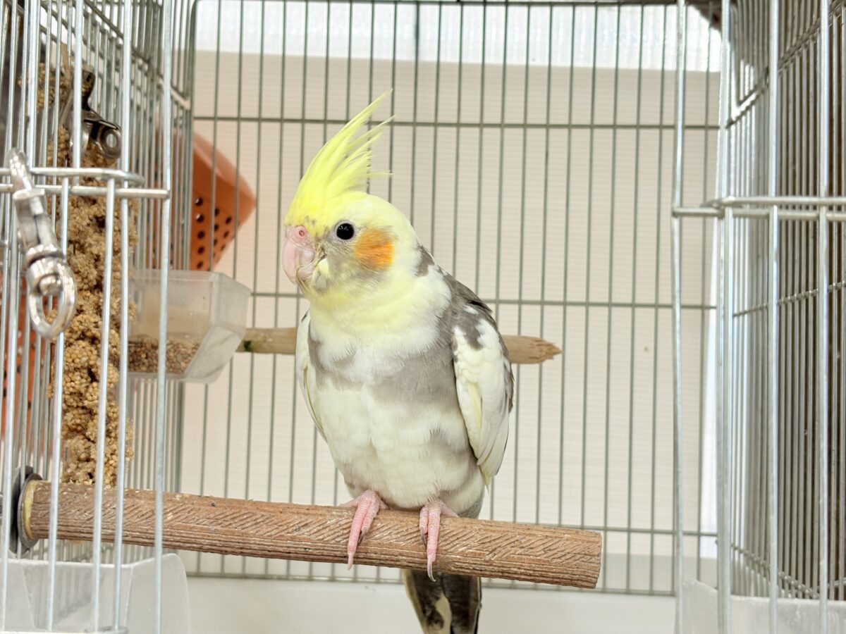 オカメインコ