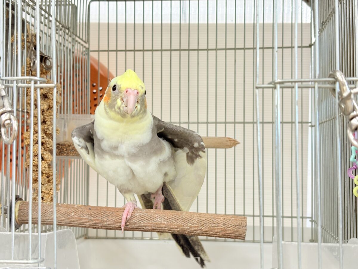 オカメインコ