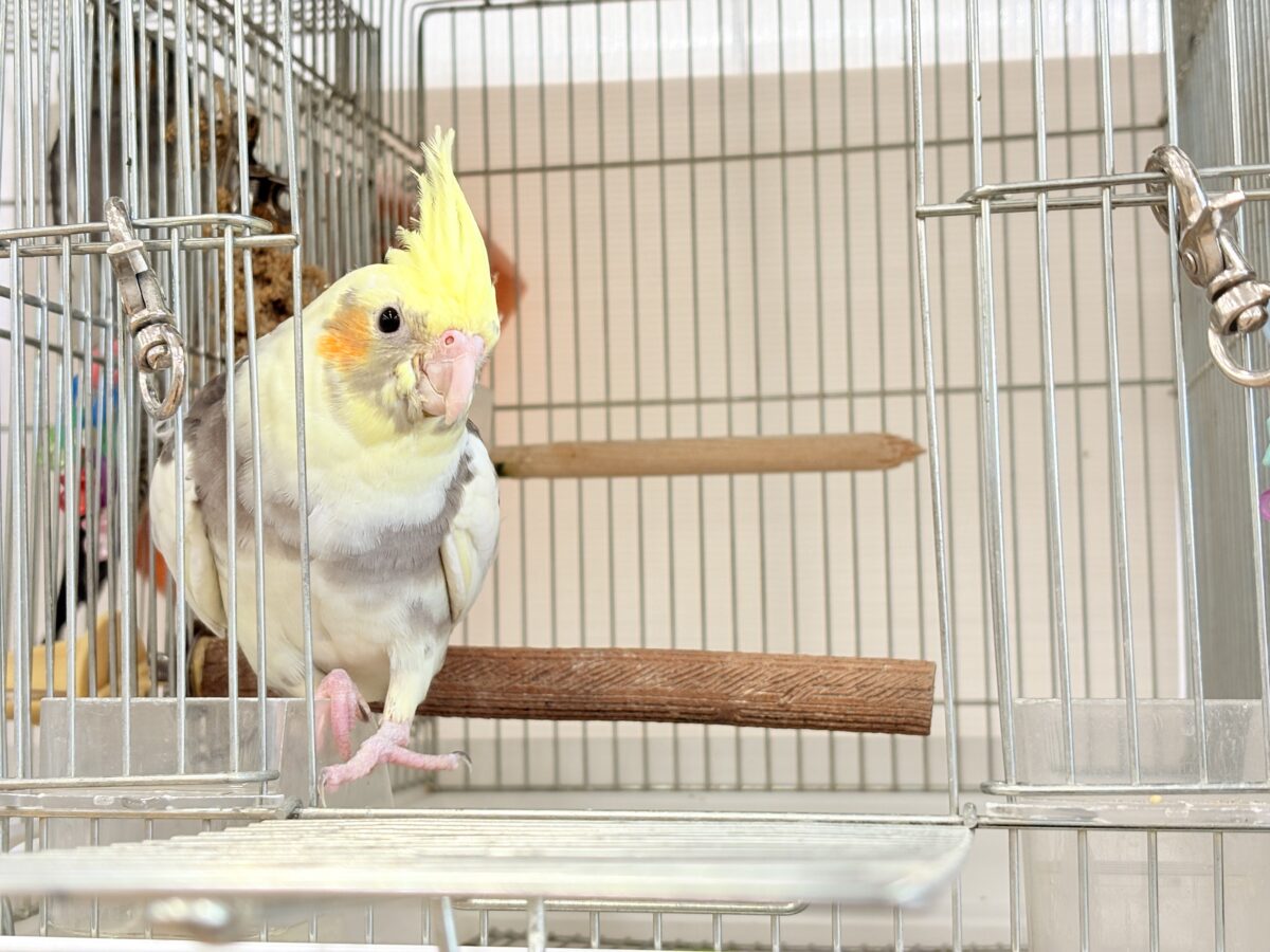 オカメインコ