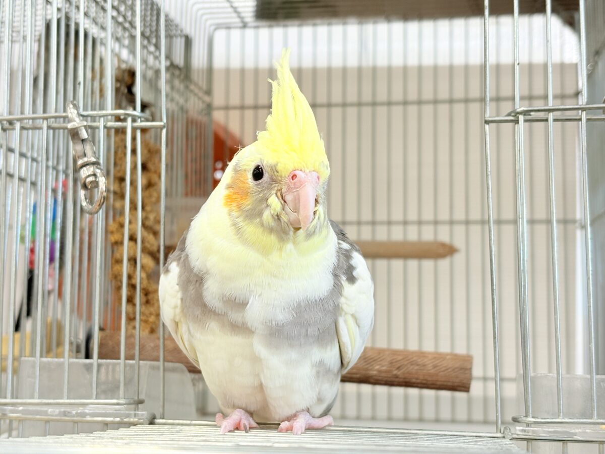 オカメインコ