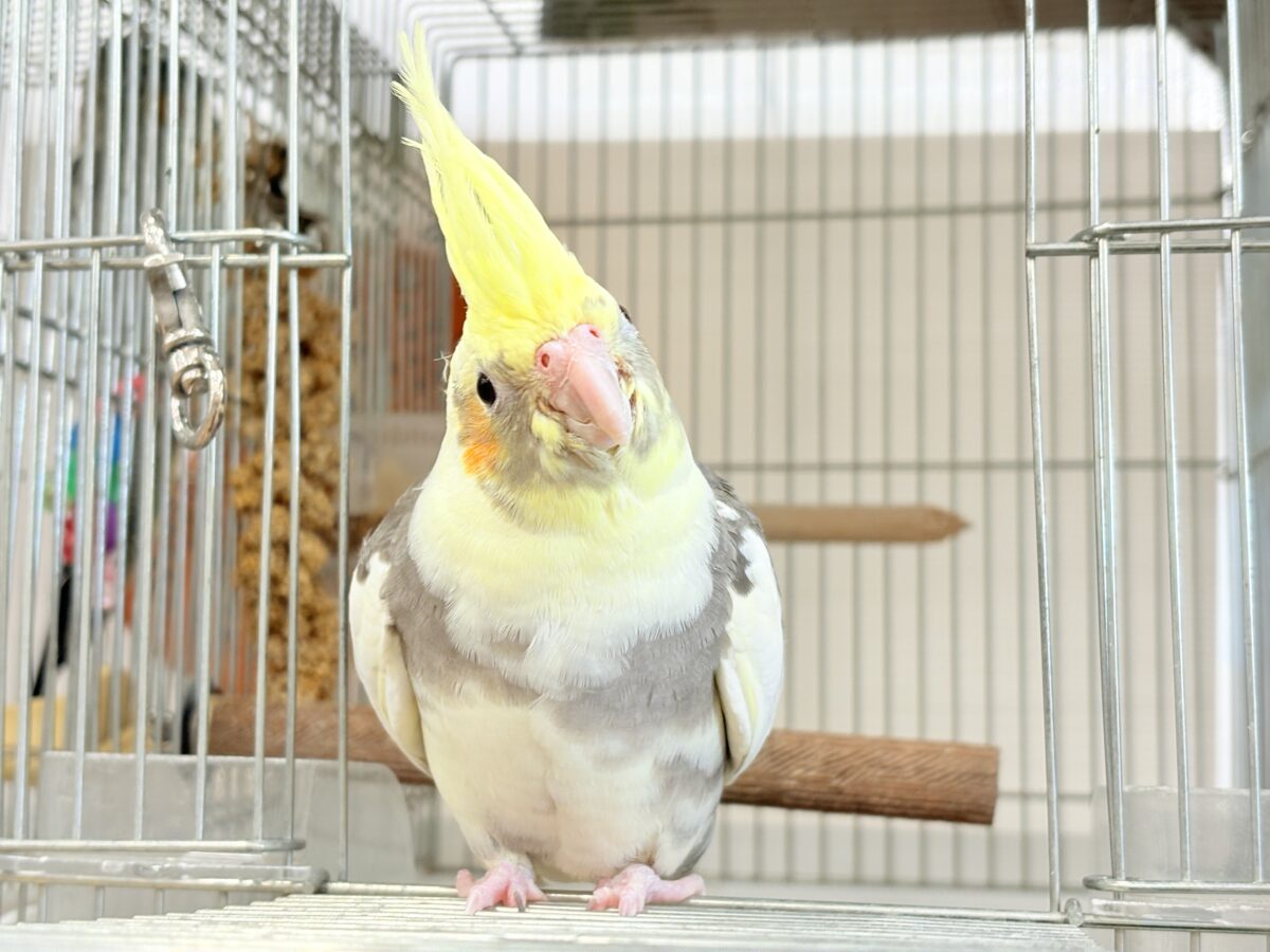 オカメインコ