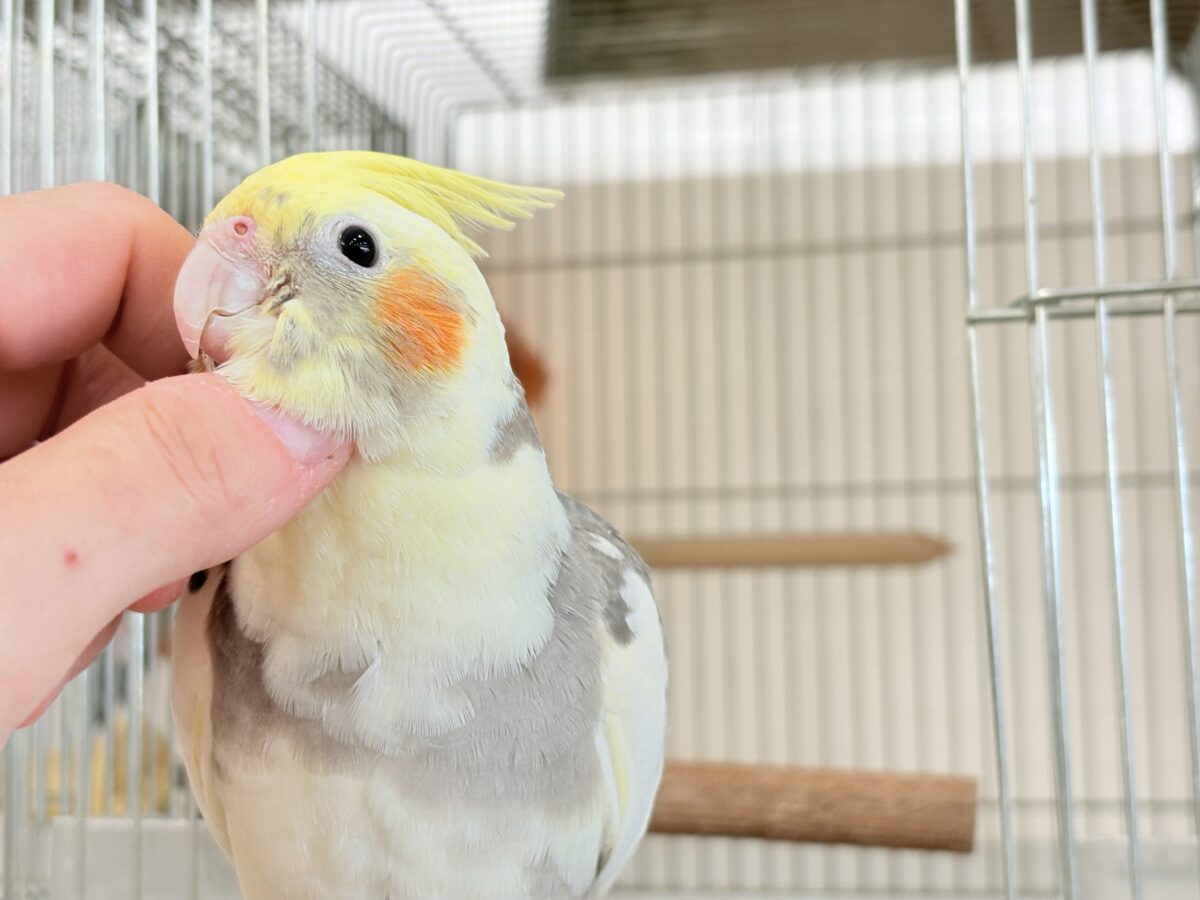 オカメインコ