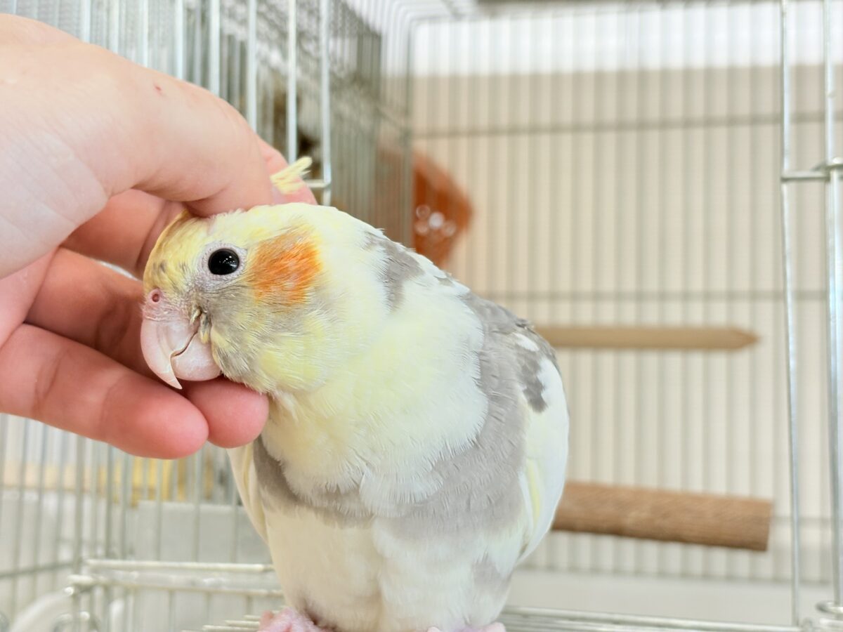 オカメインコ