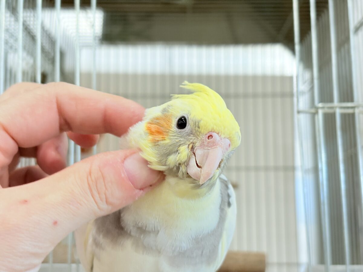 オカメインコ