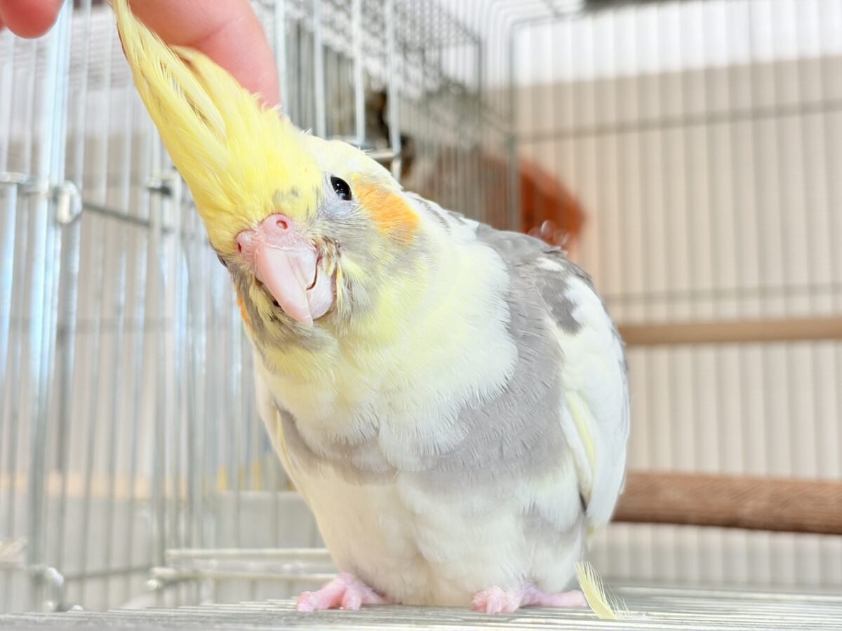 オカメインコ