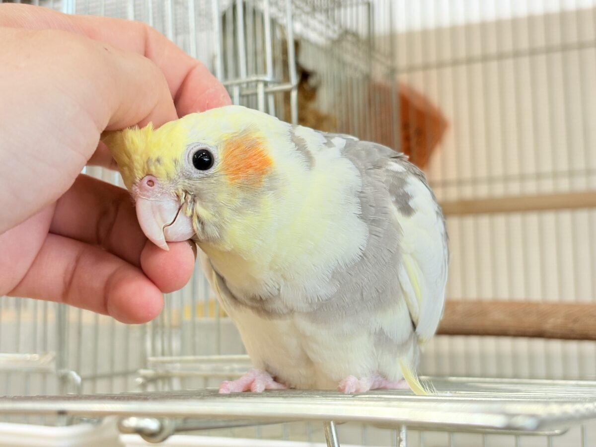 オカメインコ