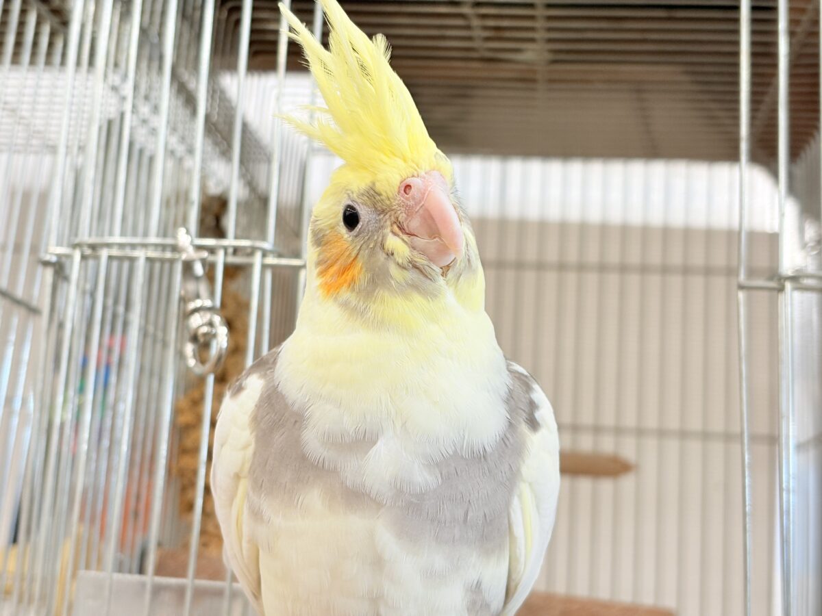 オカメインコ