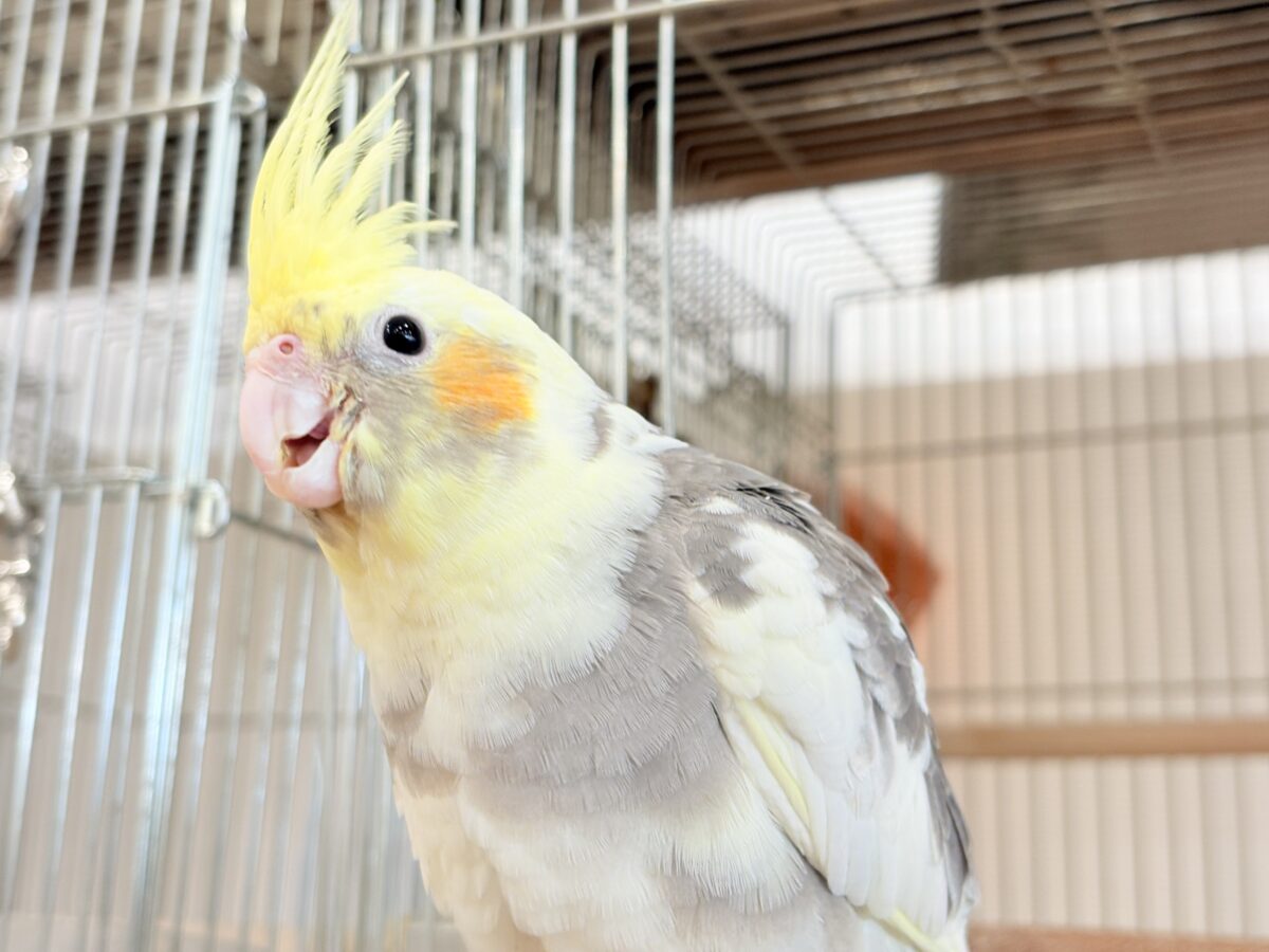オカメインコ
