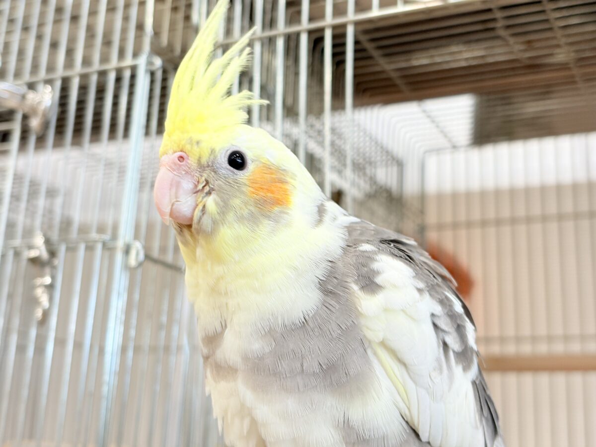 オカメインコ