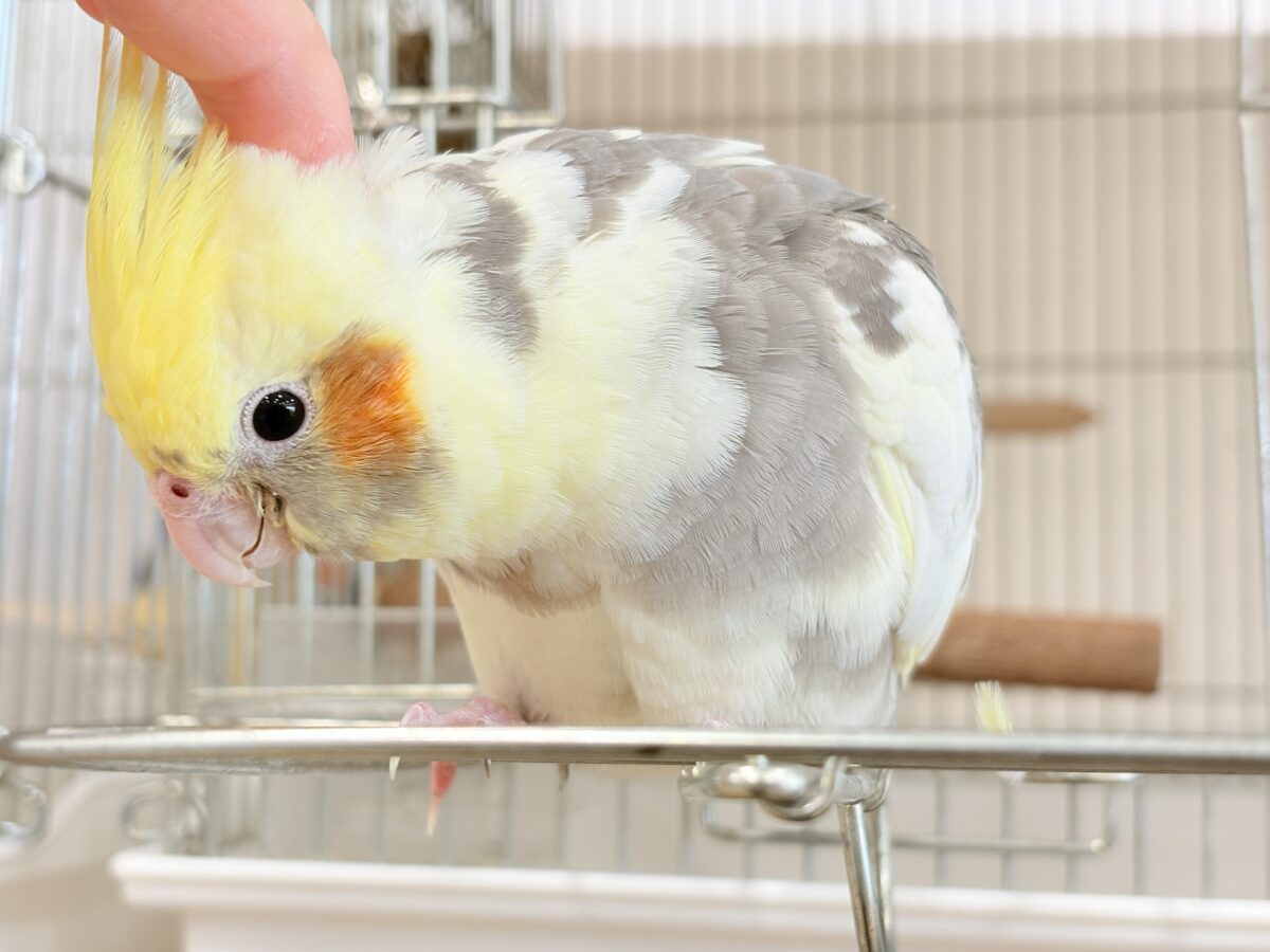 オカメインコ