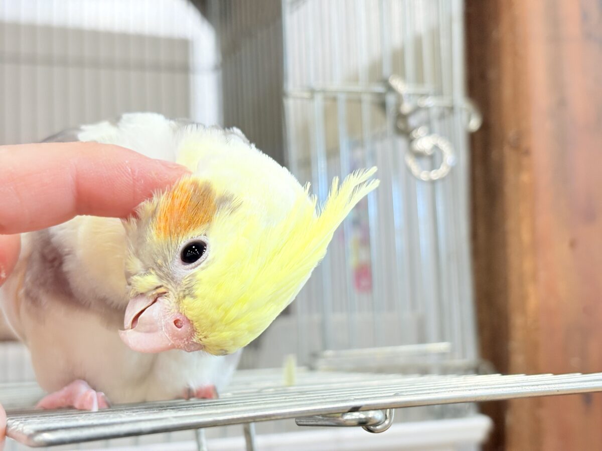 オカメインコ